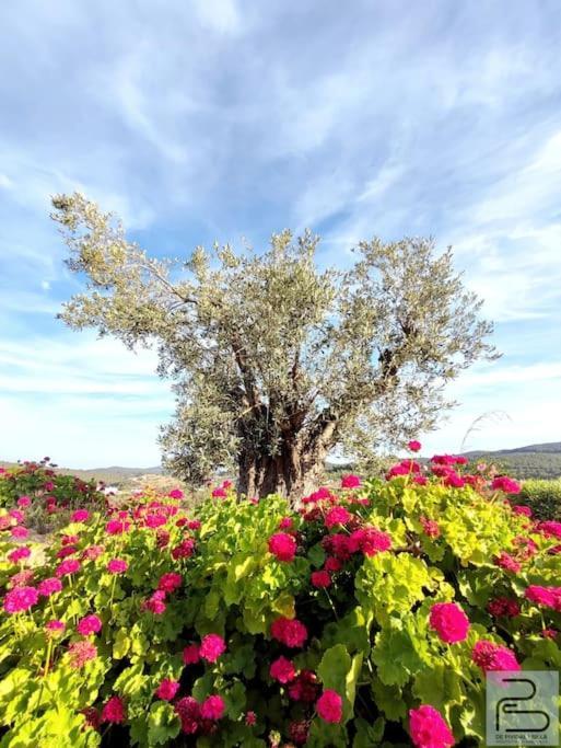 Casa Can Lluc Con Piscina, Jardin Y Vista Al Campo Sant Miquel de Balansat Eksteriør billede